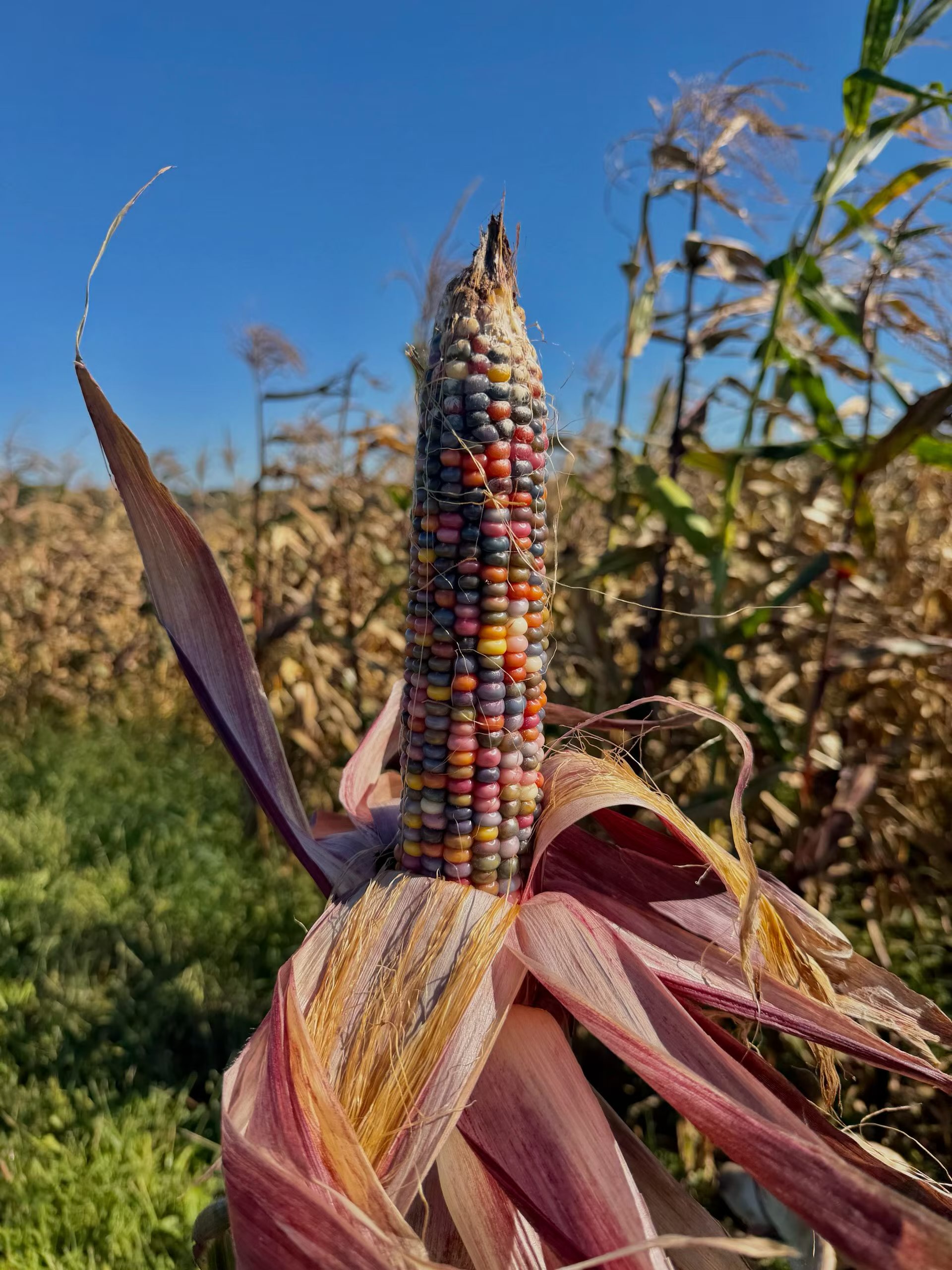 Colors of nature